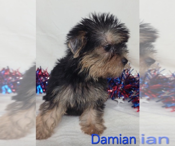 Medium Photo #3 Yorkshire Terrier Puppy For Sale in AZLE, TX, USA