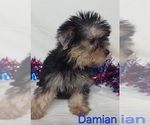 Small #2 Yorkshire Terrier