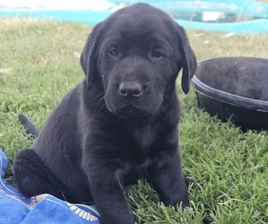Labrador Retriever Puppy for sale in ACAMPO, CA, USA