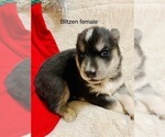 Small Photo #10 Siberian Husky Puppy For Sale in WASHBURN, WI, USA