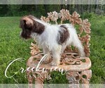 Small Photo #17 Schnauzer (Miniature) Puppy For Sale in NIANGUA, MO, USA