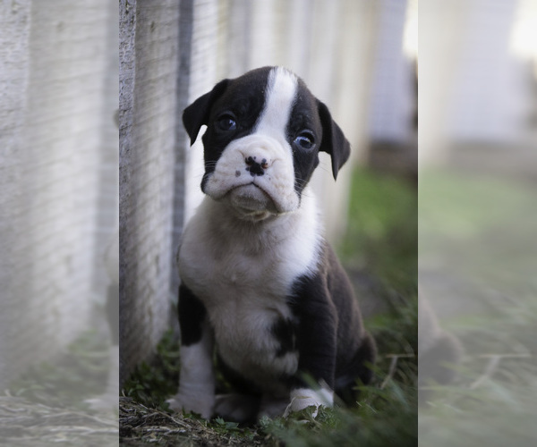 Medium Photo #5 Boxer Puppy For Sale in SHIPSHEWANA, IN, USA