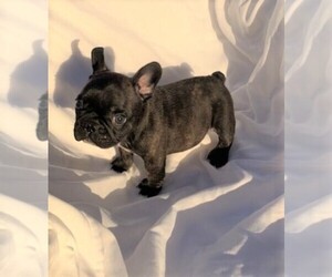 French Bulldog Puppy for sale in PERRIS, CA, USA