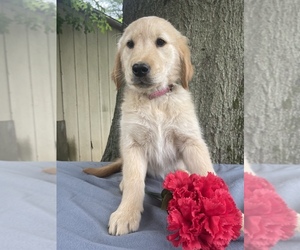 Golden Retriever Puppy for Sale in LANCASTER, Pennsylvania USA