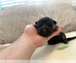 Litter of 8 - Male(s) and Female(s) German Shepherd DogLitter of Puppies for Sale - Photo #4
