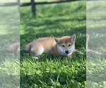 Small #6 Shiba Inu