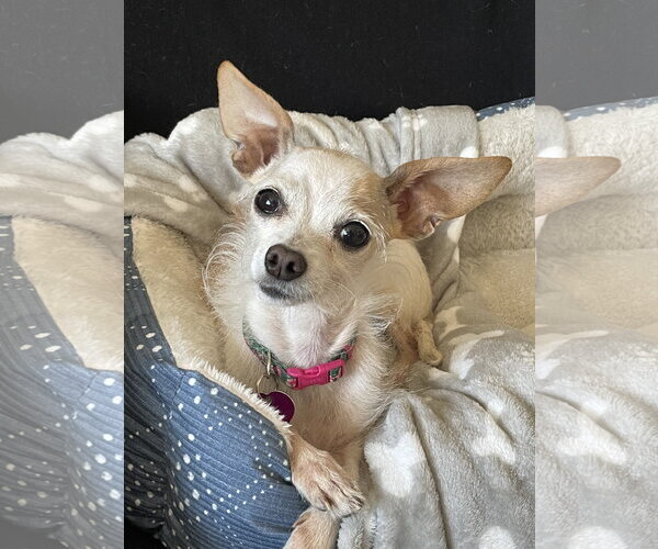 Medium Photo #1 Chihuahua-Unknown Mix Puppy For Sale in Aurora, CO, USA