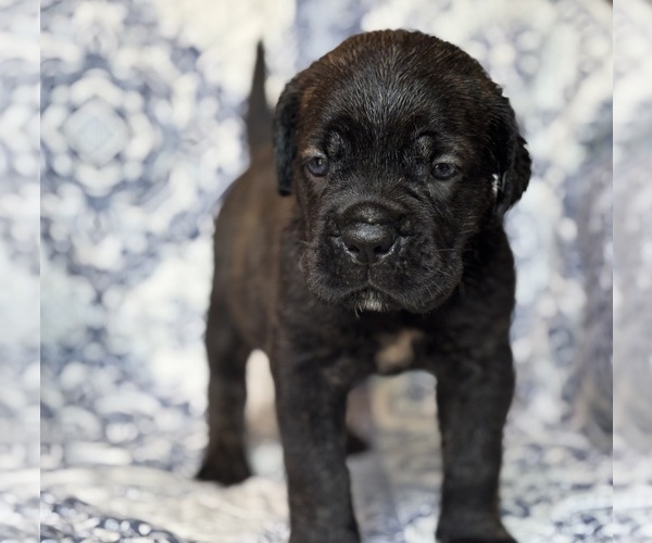 Medium Photo #2 Cane Corso Puppy For Sale in NEWTON, NJ, USA