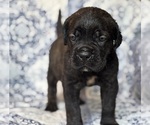 Small #1 Cane Corso