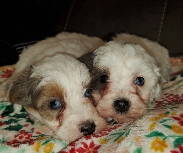 Medium Photo #8 Bernedoodle (Miniature) Puppy For Sale in LEETONIA, OH, USA