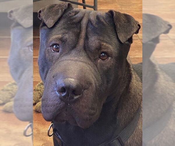 Medium Photo #2 Chinese Shar-Pei Puppy For Sale in Amarillo, TX, USA
