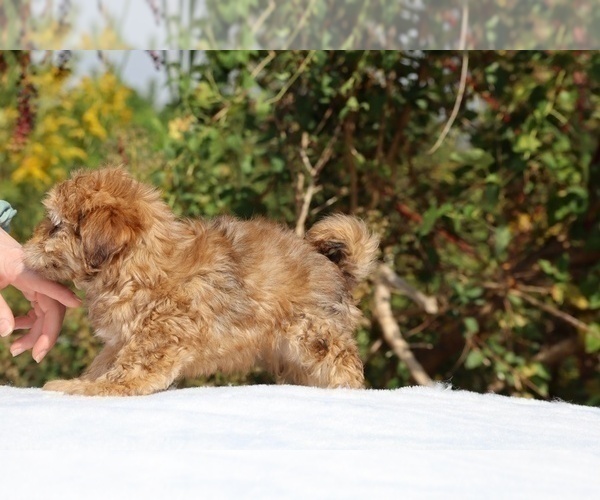 Medium Photo #7 ShihPoo Puppy For Sale in DYERSBURG, TN, USA