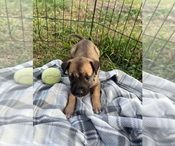 Medium Photo #3 Great Dane-Unknown Mix Puppy For Sale in Bullard, TX, USA