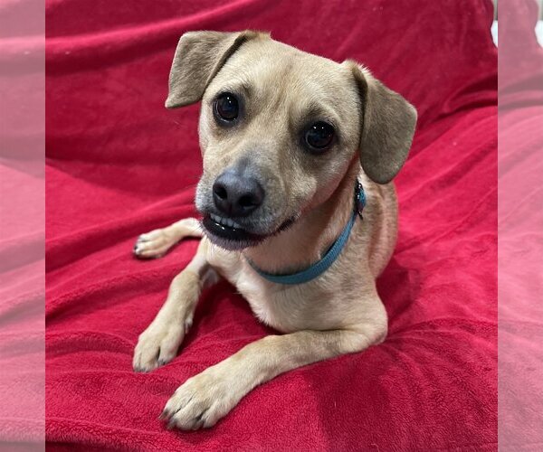 Medium Photo #2 Chihuahua-Unknown Mix Puppy For Sale in Santa Clara, CA, USA