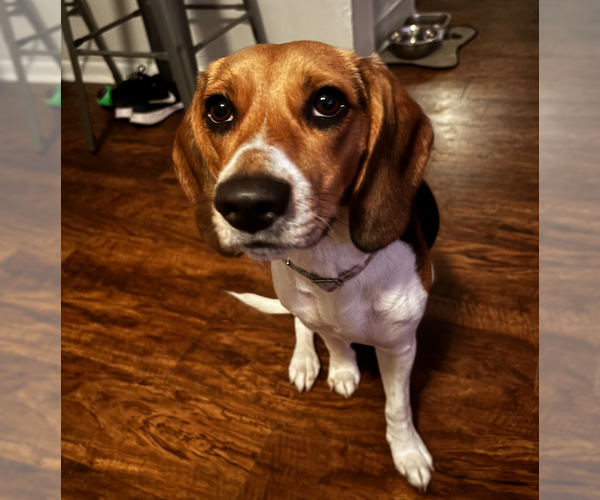 Medium Photo #2 Beagle Puppy For Sale in Tampa, FL, USA