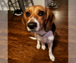 Small #1 Beagle