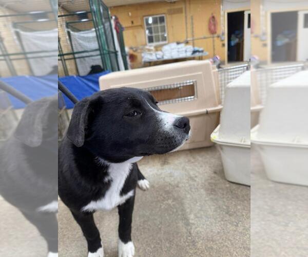 Medium Photo #2 Mutt Puppy For Sale in Calgary, Alberta, Canada