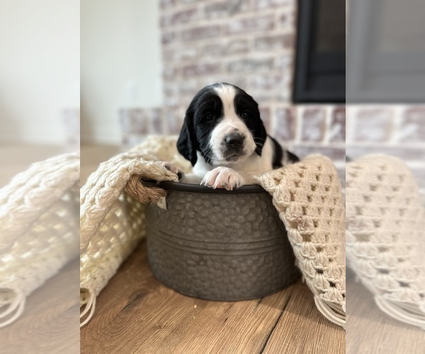 Medium Photo #4 English Springer Spaniel Puppy For Sale in COLOGNE, MN, USA