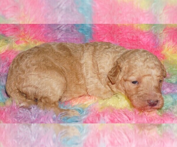 Medium Photo #3 Labradoodle Puppy For Sale in LA HABRA, CA, USA