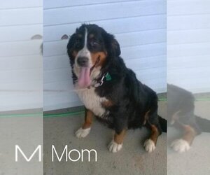 Mother of the Bernese Mountain Dog puppies born on 10/17/2021