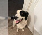 Small Australian Shepherd Mix