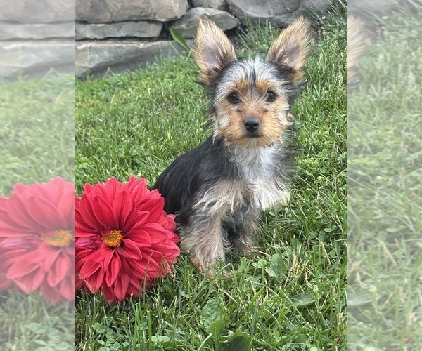 Medium Photo #9 Yorkshire Terrier Puppy For Sale in ROCK STREAM, NY, USA
