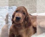 Small #8 Irish Setter
