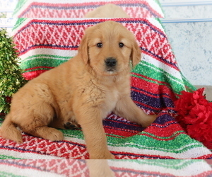 Golden Retriever Puppy for sale in SHILOH, OH, USA