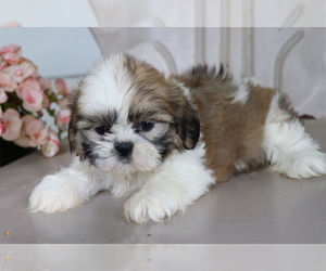 Shih Tzu Puppy for sale in SHILOH, OH, USA