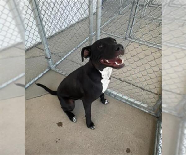 Medium Photo #1 Labrador Retriever-Unknown Mix Puppy For Sale in Bakersfield, CA, USA