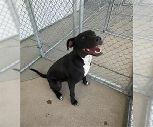 Labrador Retriever-Unknown Mix Dogs for adoption in Bakersfield, CA, USA