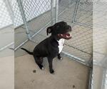 Small Labrador Retriever Mix