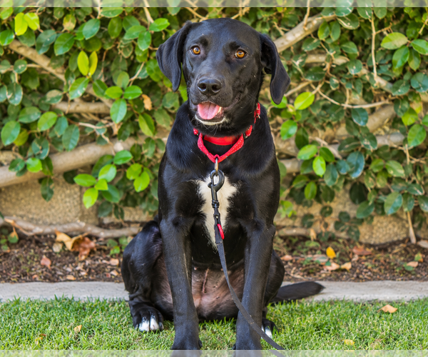 Medium Photo #1 Labrador Retriever-Unknown Mix Puppy For Sale in Clovis, CA, USA