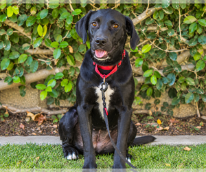 Labrador Retriever-Unknown Mix Dogs for adoption in Clovis, CA, USA