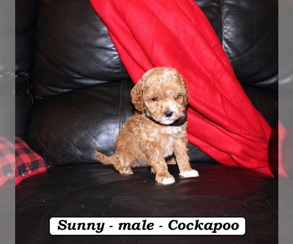 Medium Photo #3 Cockapoo (Miniature) Puppy For Sale in CLARKRANGE, TN, USA