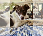 Small #13 Border Collie Mix