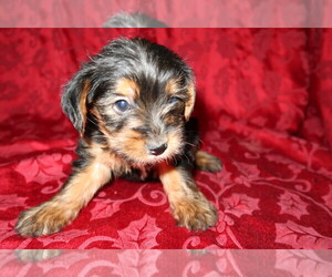 Yorkshire Terrier Puppy for sale in KOKOMO, IN, USA