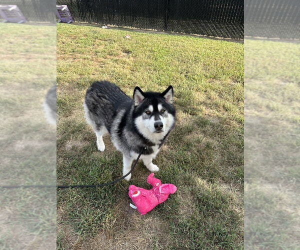 Medium Photo #2 Siberian Husky Puppy For Sale in Evansville, IN, USA