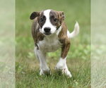 Small #5 Plott Hound Mix