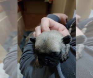 Pug Puppy for sale in GLENCOE, KY, USA