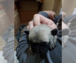 Small Photo #1 Pug Puppy For Sale in GLENCOE, KY, USA