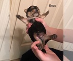 Puppy Enzo Shorkie Shih Tzu