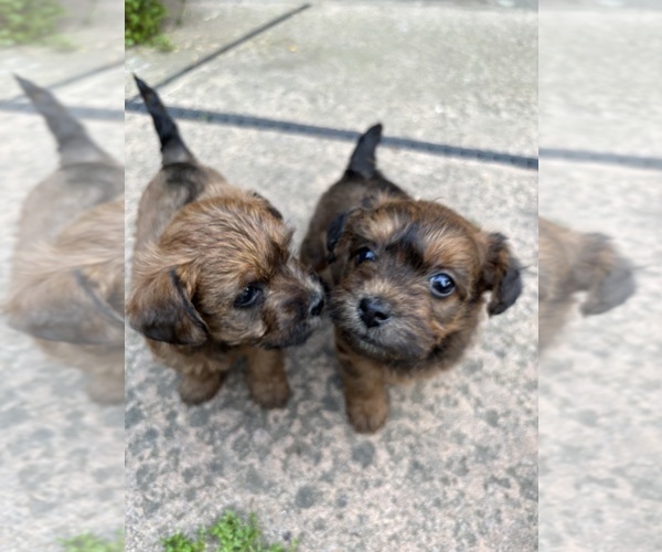 Medium Photo #8 Poocan Puppy For Sale in FAIR OAKS, CA, USA