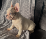 Small #4 French Bulldog