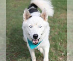 Huskies -Unknown Mix Dogs for adoption in San Antonio, TX, USA