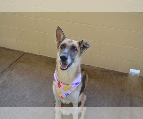 Medium Photo #1 German Shepherd Dog-Unknown Mix Puppy For Sale in McKinney, TX, USA