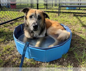 Siberian Husky Dogs for adoption in Ocala, FL, USA