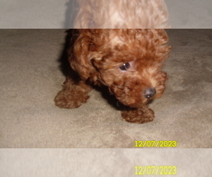 Poodle (Toy) Puppy for sale in DULUTH, GA, USA