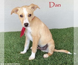 Boxador Dogs for adoption in San Diego, CA, USA