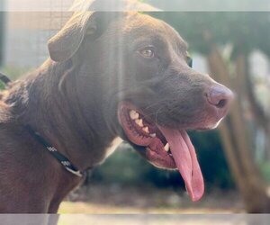 Kona (GA) - Male Labrador Retriever-Unknown Mix Dog for Adoption - Photo #3